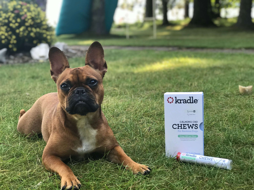 Kradle® Expert Lee Mayberry Answers All Your Questions About CBD for Dogs