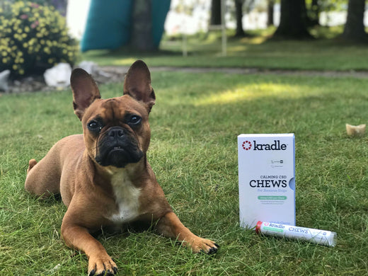 Expert Answers About CBD for Dogs with Lee Mayberry