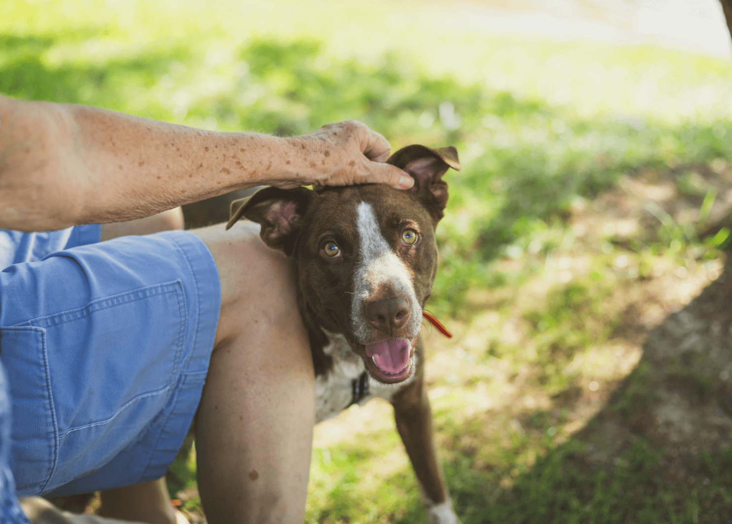 4 Ways to Change a Pet's Life on January 24th