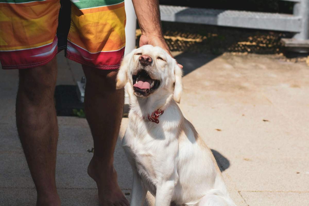 Sun's Out, Paws Out: Essential Warm Weather Safety Tips for Your Pup