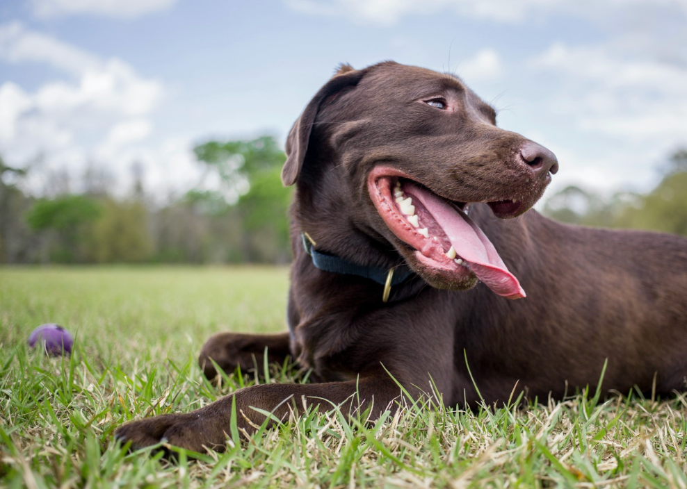 dog dental health