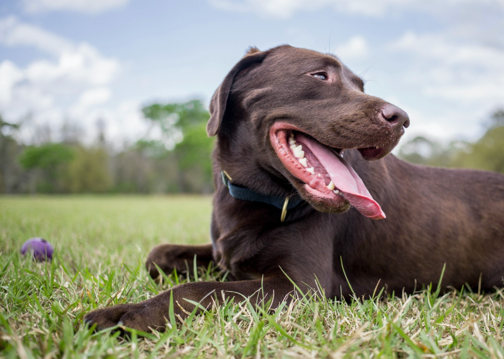 Dental Care Dos and Don'ts Keeping Your Dog's Smile Healthy