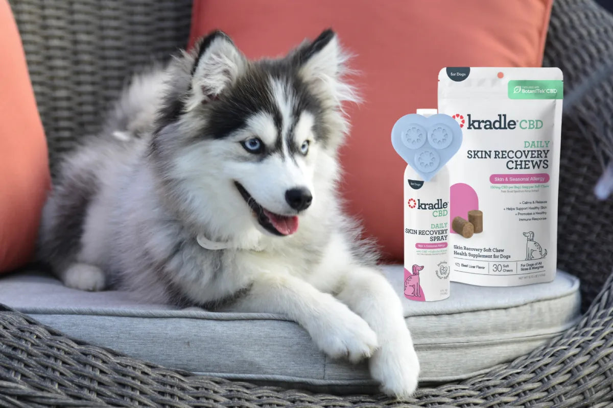 How to Treat a Dog’s Skin Infection at Home