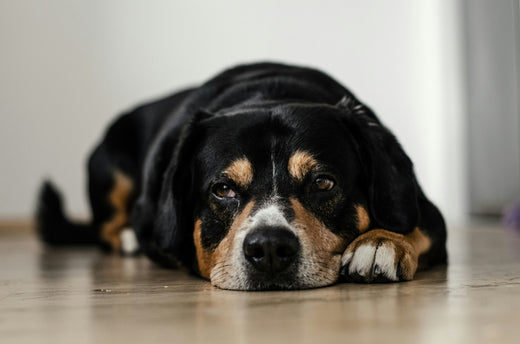 Older dog lying on the floor.