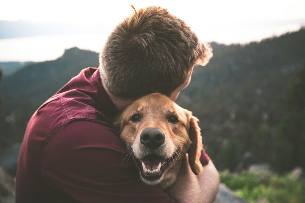 Canine Connection 101: Building Lasting Bonds with Your Best Friend