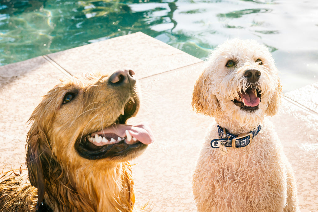 Water Safety Tips Every Dog Owner Should Know