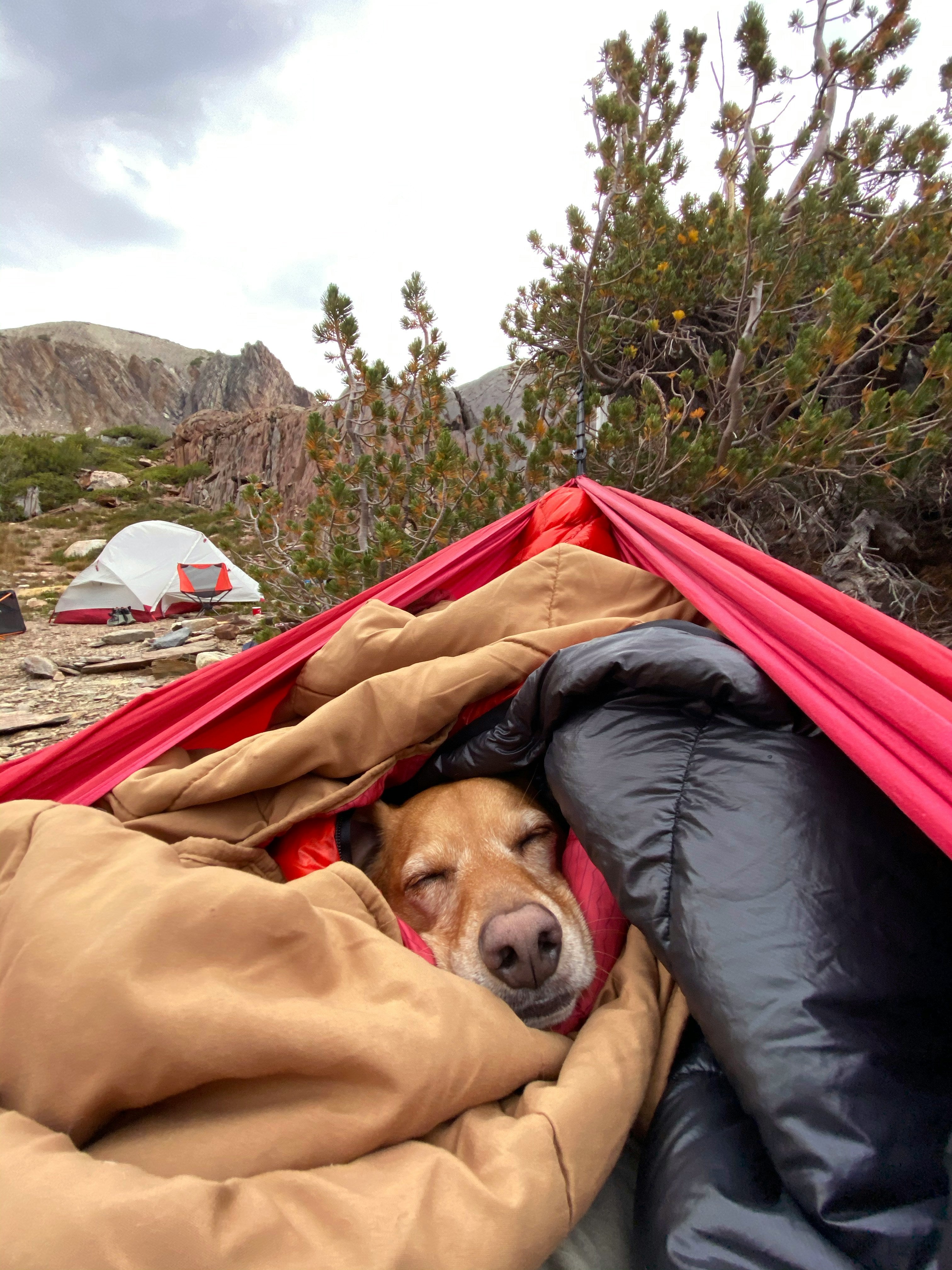 Dog sleeping while camping with owner.