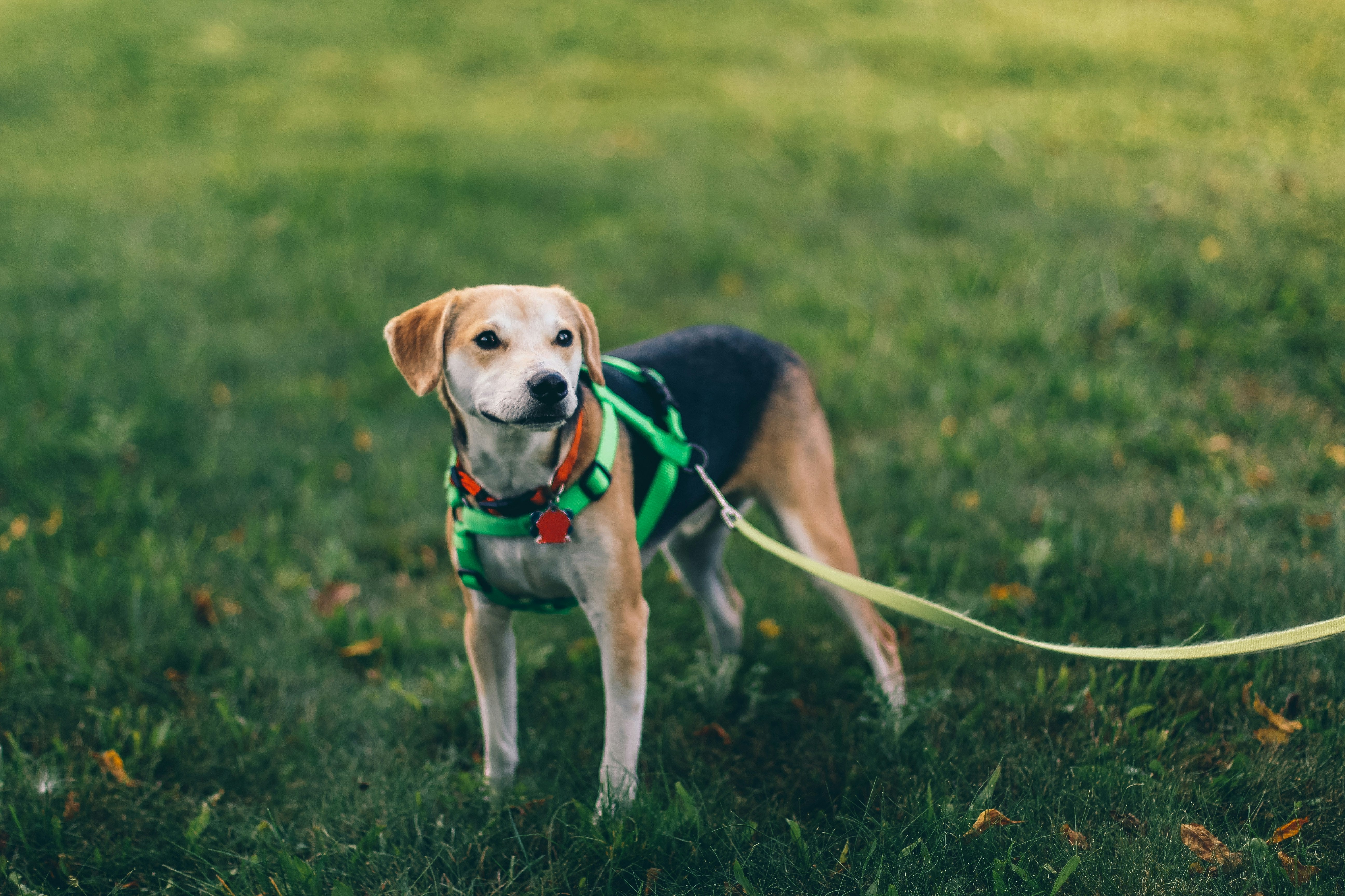 Dog on a leash harness at the dog park.