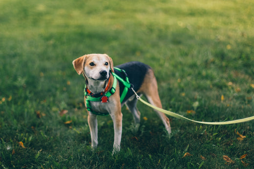 Dog on a leash harness at the dog park.