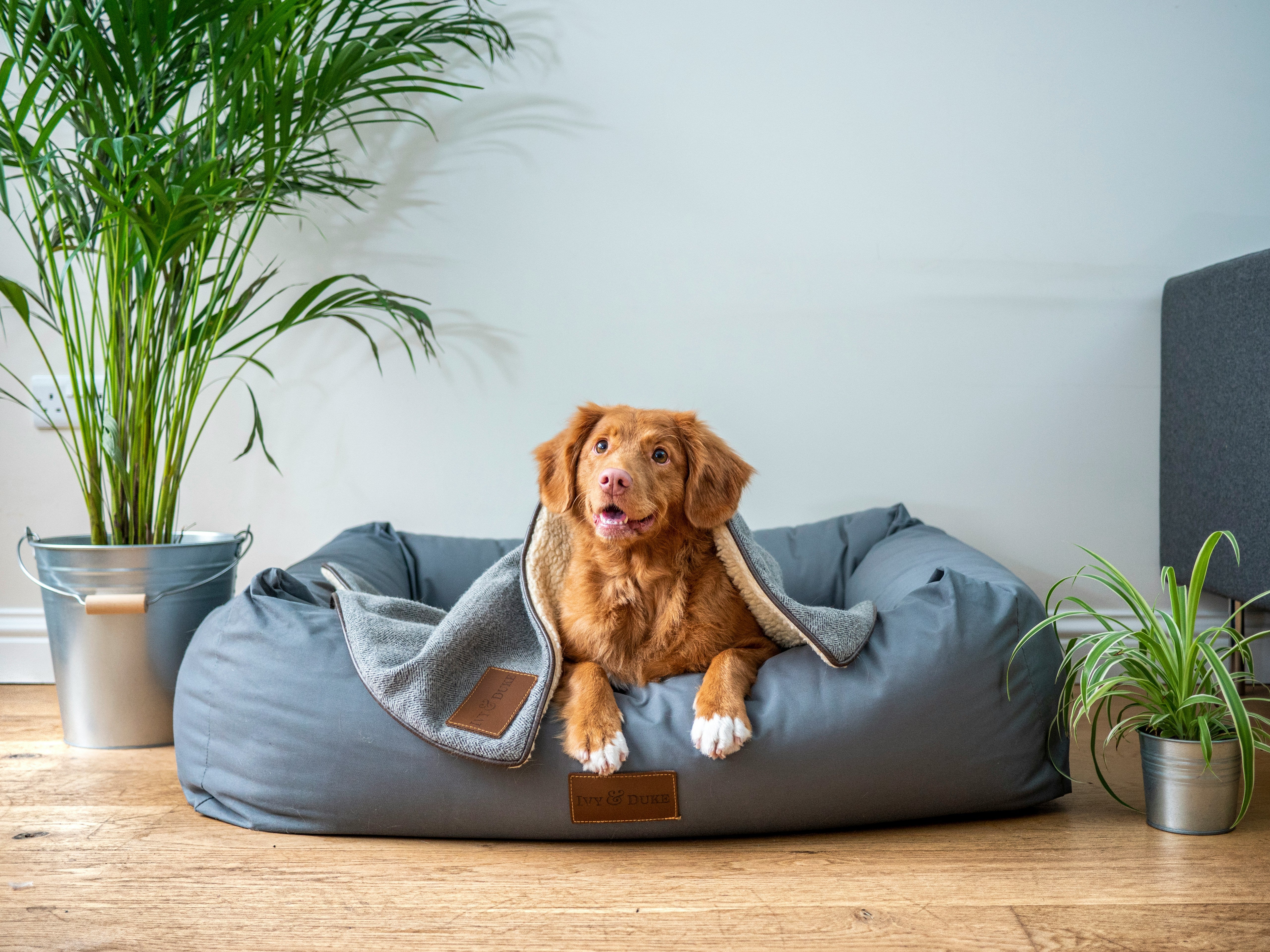 Dog getting ready to sleep on dog bed