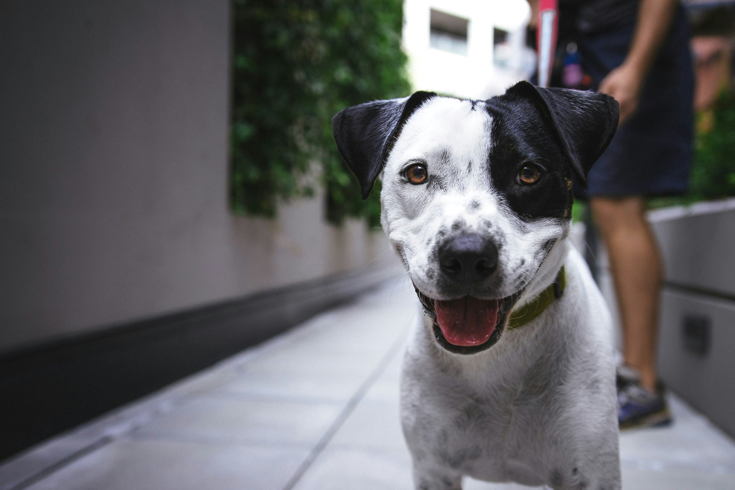 A black and white dog outside with his owner.