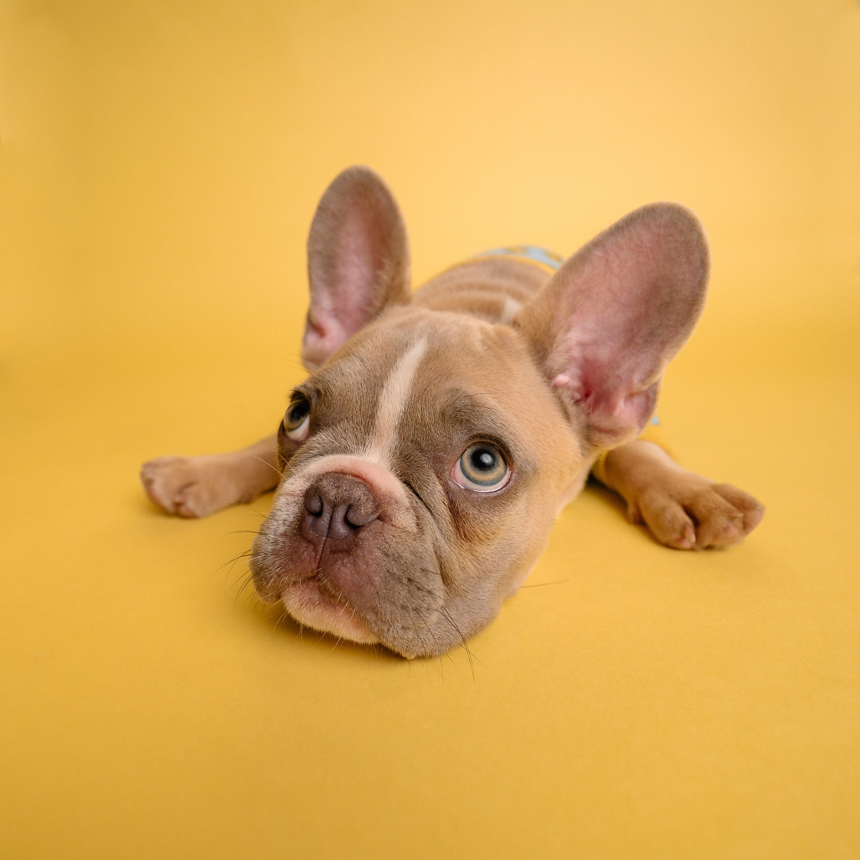 Dog lying down with bright background. 