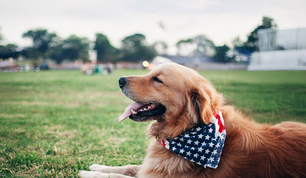Why are dogs scared of fireworks?