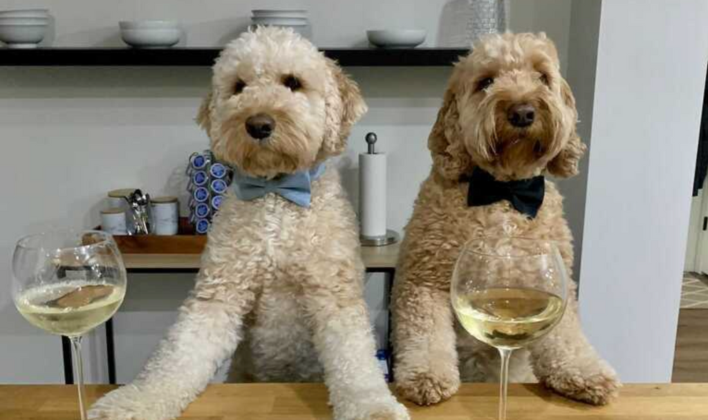 5 Ideas for National Doggy Date Night