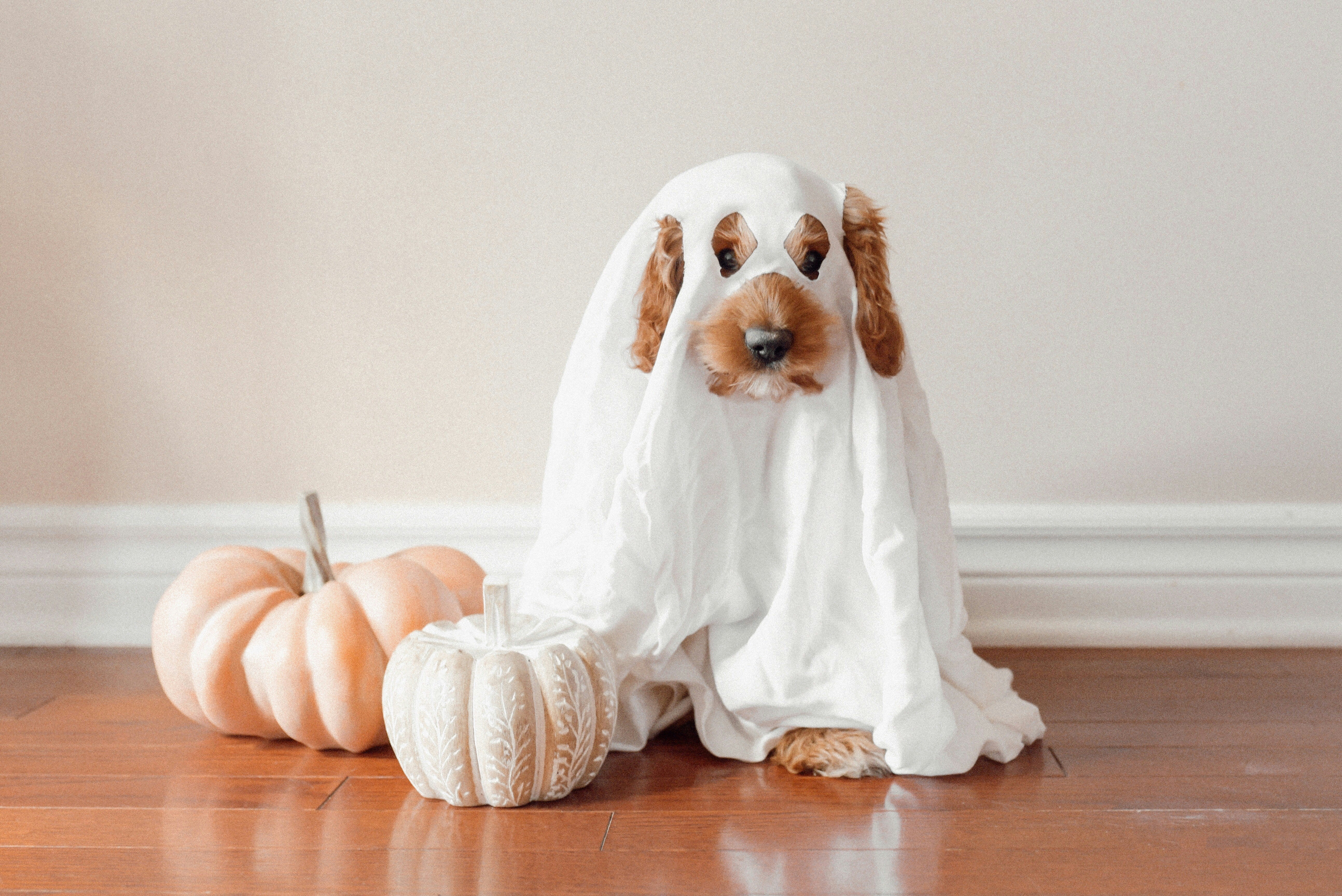 Dog dressed in a Halloween costume with pumpkins.