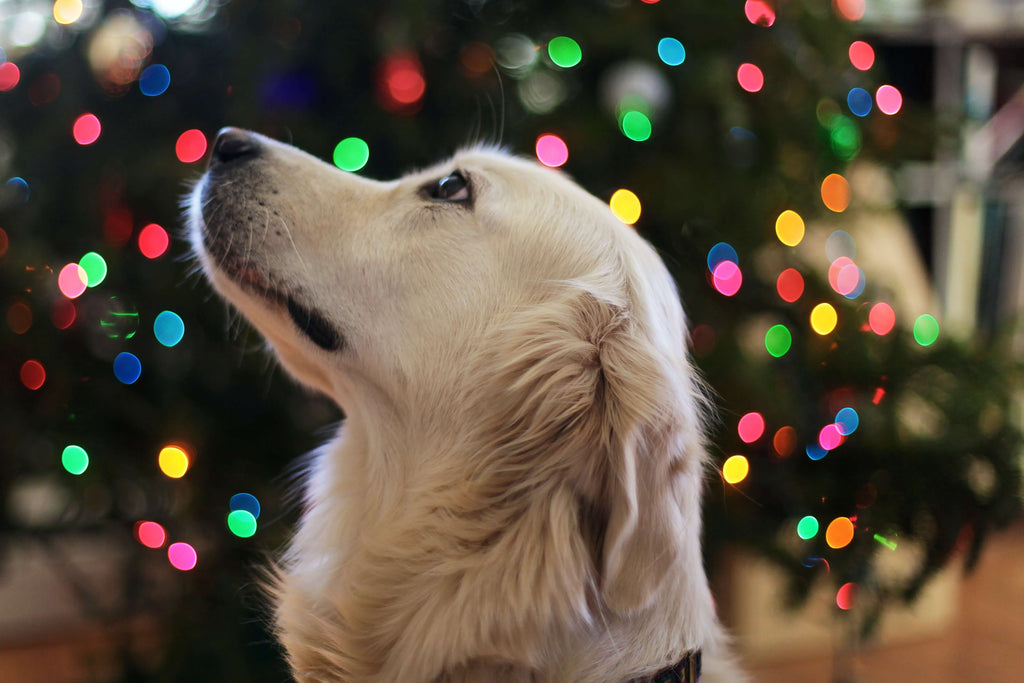 Holiday Calming Tips for Humans & Dogs