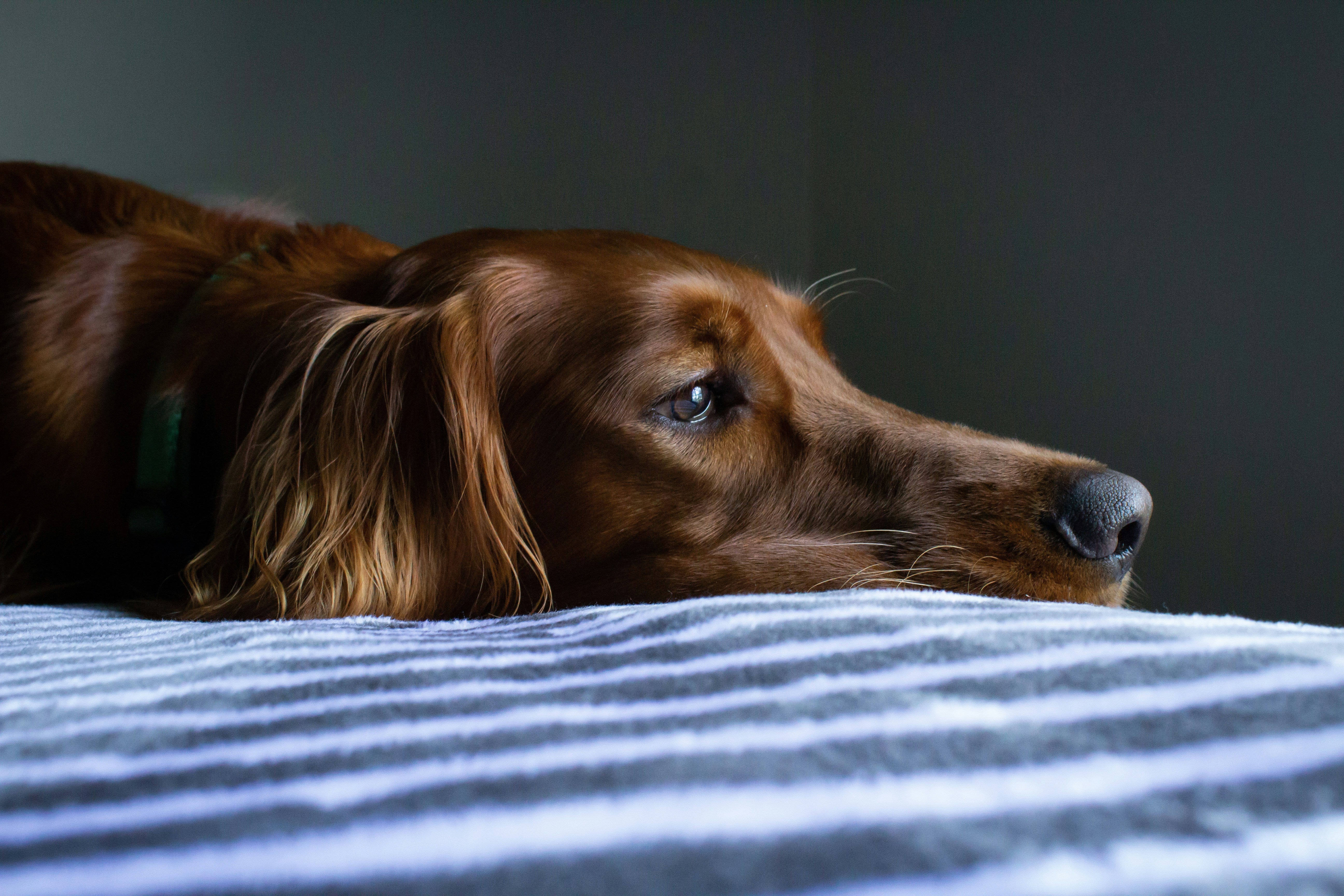 A dog experiencing anxiousness.