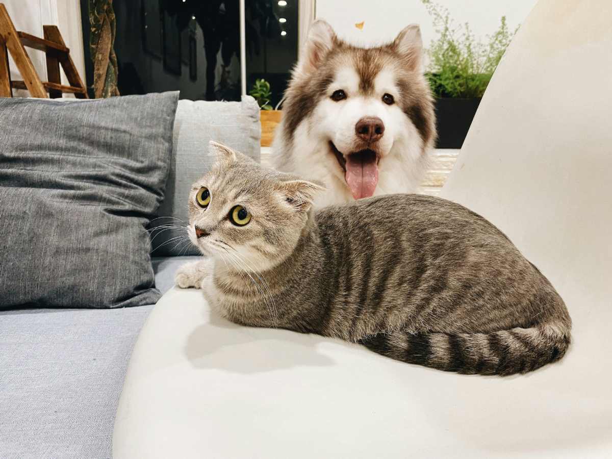 How to Create a Calm and Unified Pet Household