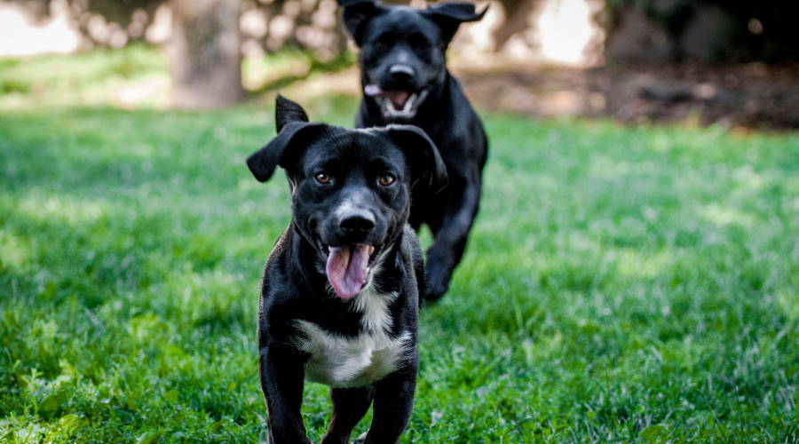 Dogs playing together outside. 