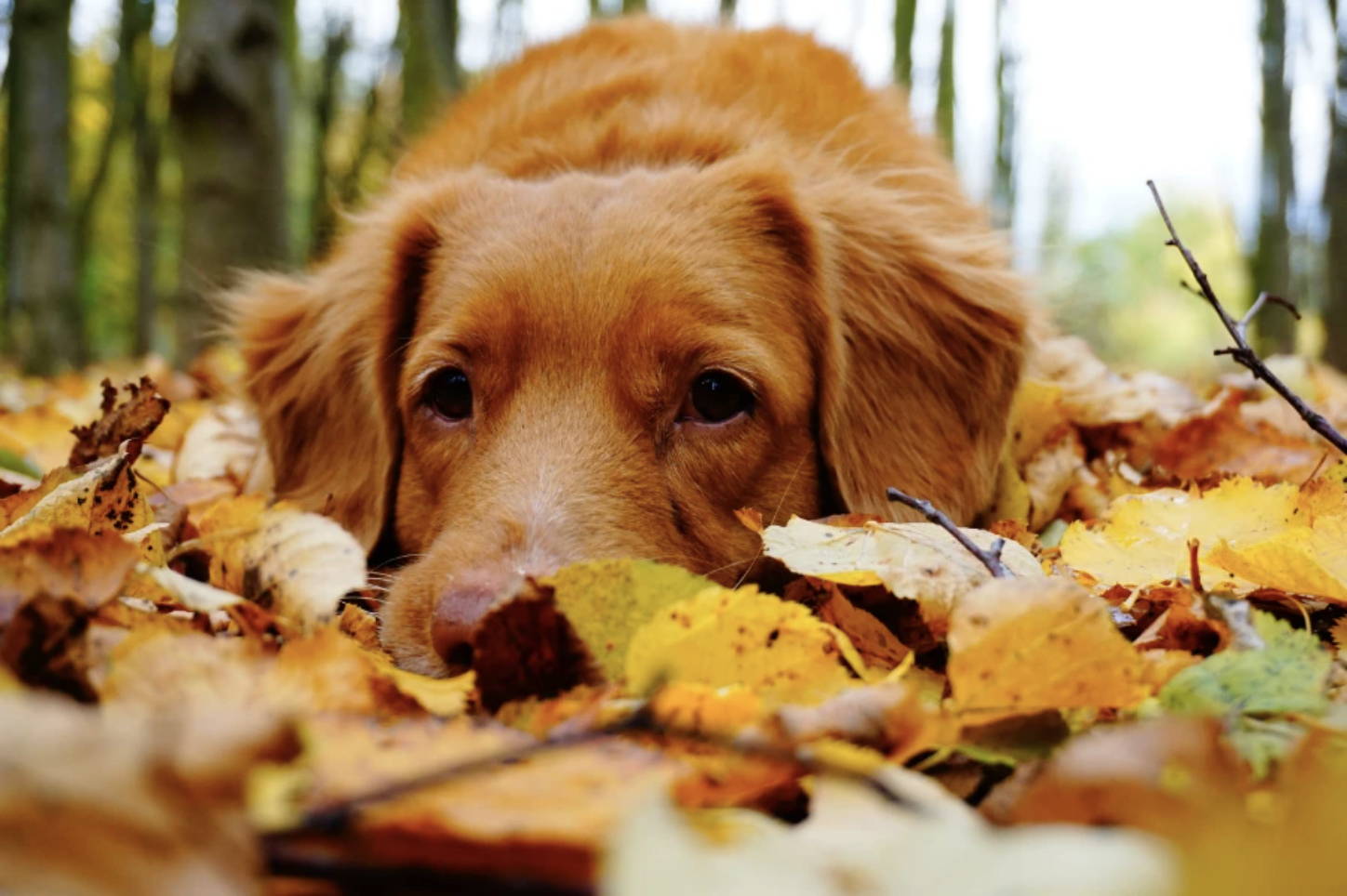 First Day of Fall — Disruptive Seasonal Transitions Can Create Stress