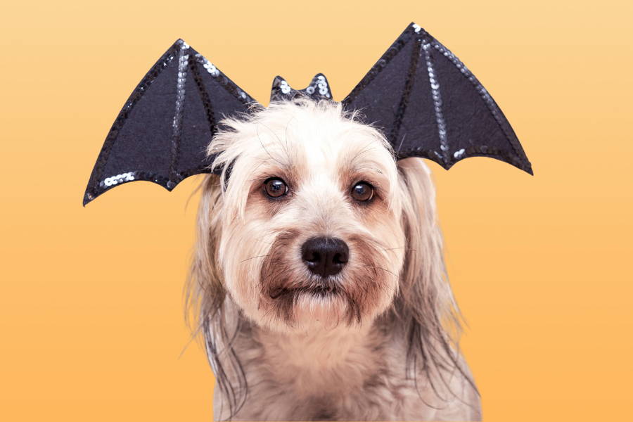 6 Tips for a Calm Halloween With Your Pup