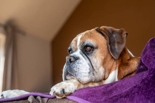 Dog appearing to be anxious.