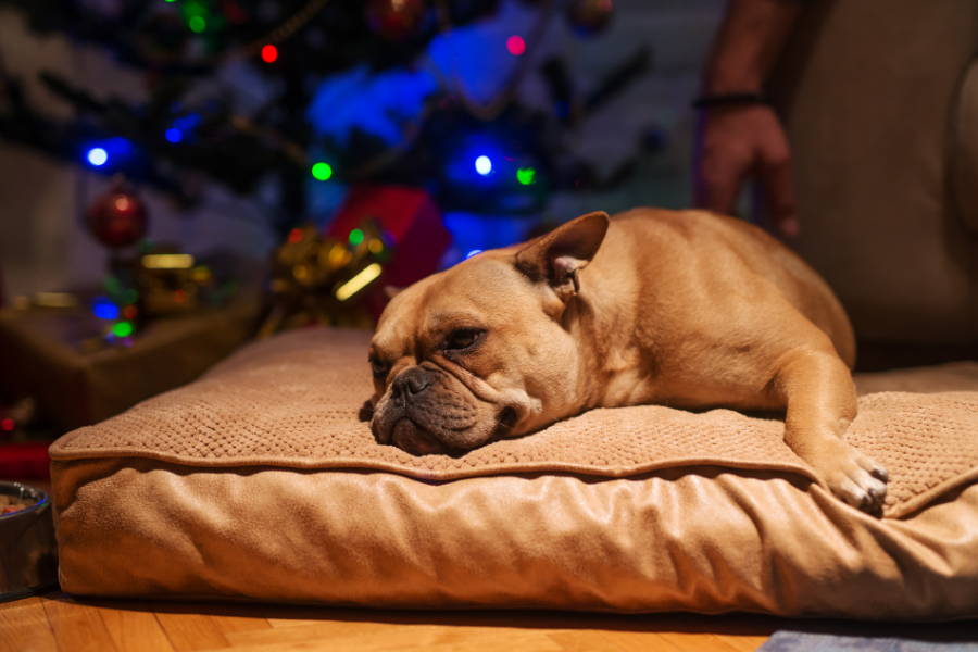 5 Reasons Your Dog Gets Stressed Around the Holidays & How You Can Help