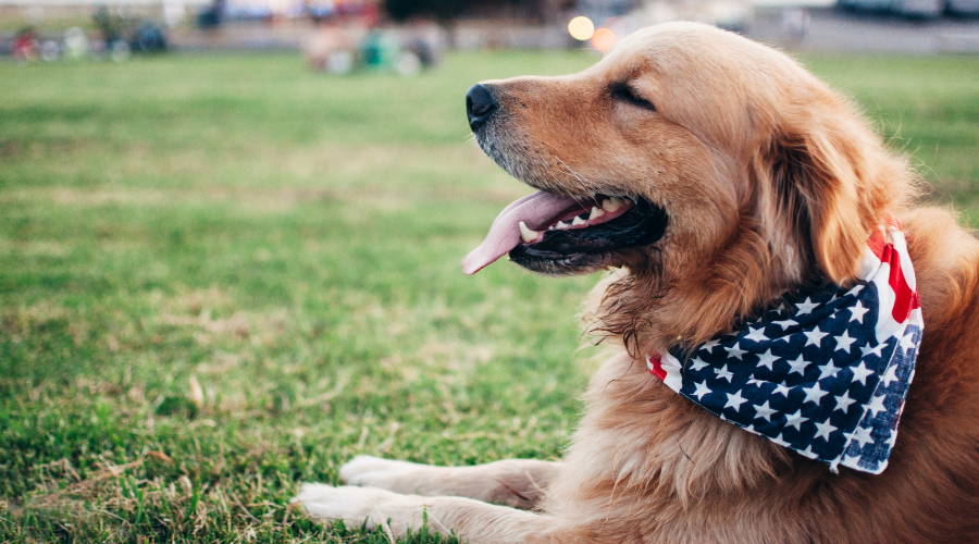 Dog wearing a bandana for 4th of July