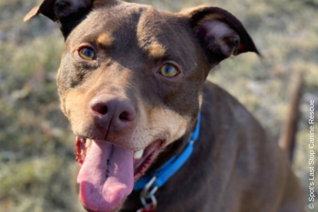 AWO Spotlight: Spot's Last Stop Canine Rescue