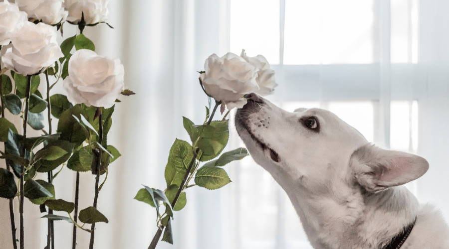 Dog sniffing roses inside