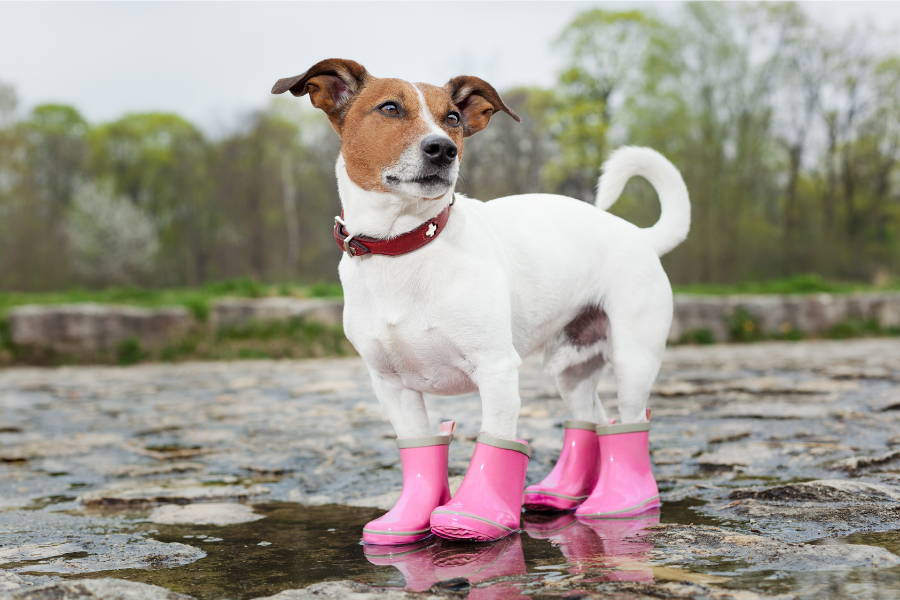 A dog wearing rainboots in the rain.