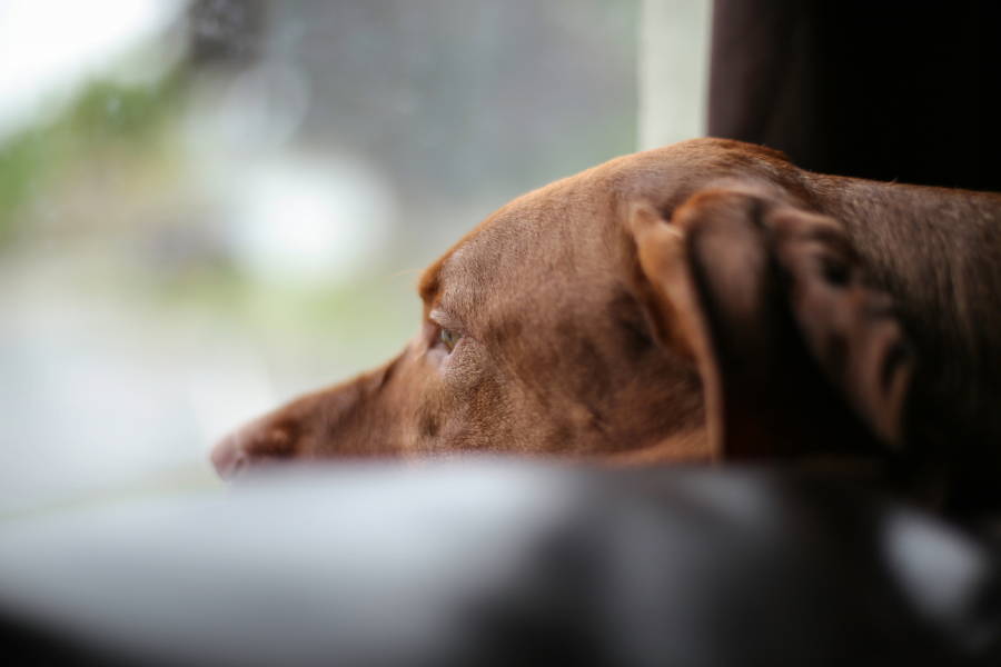 10 Dog Breeds Most Likely to Have Separation Anxiety