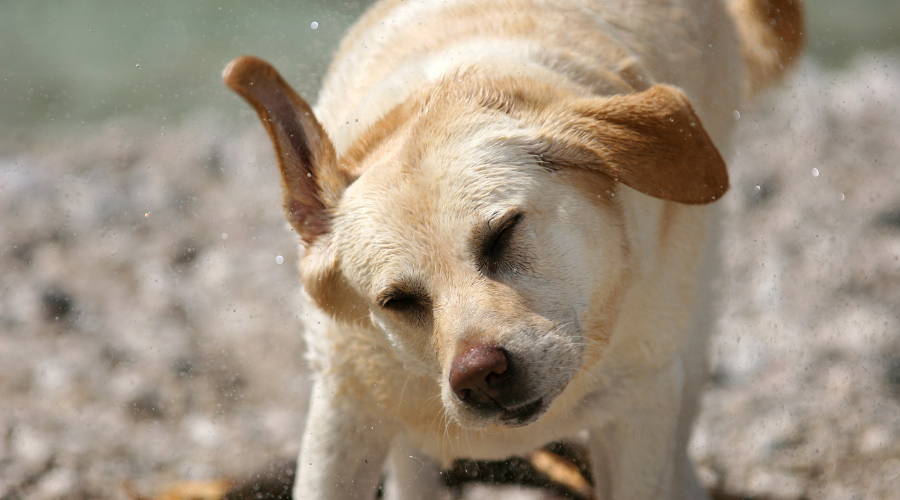 Dog shaking to get dry