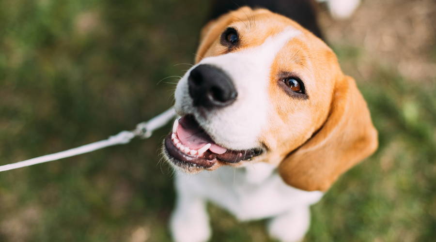 How Does CBD Work in Your Dog?