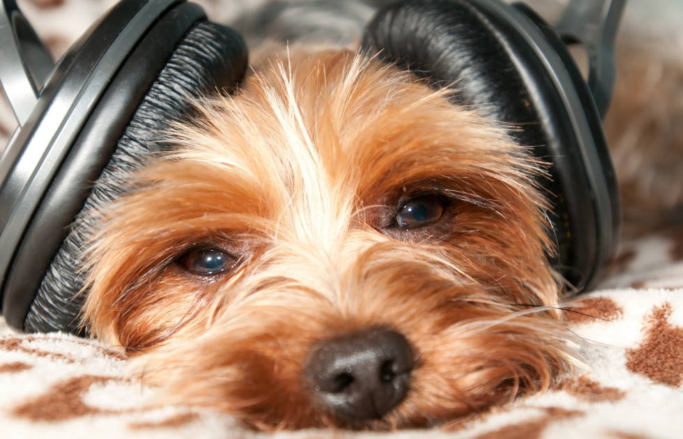 Dog relaxing while wearing headphones.