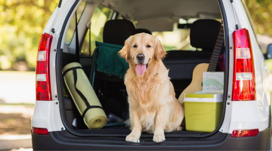 Dog sitting in the back of the car with road trip gear