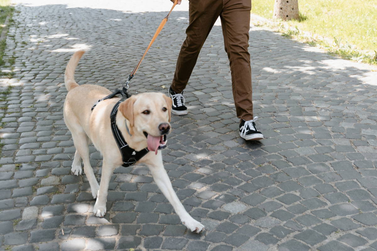 Person walking their dog on a sunny day