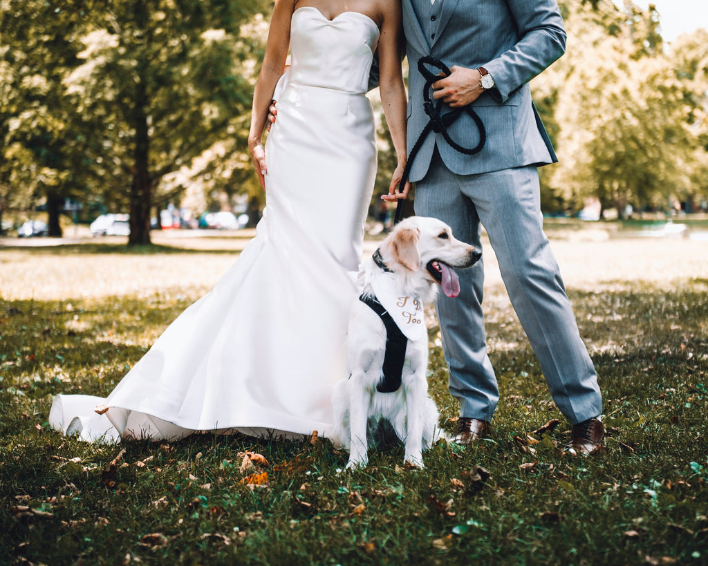 Tips for Making Your Wedding Dog-Inclusive