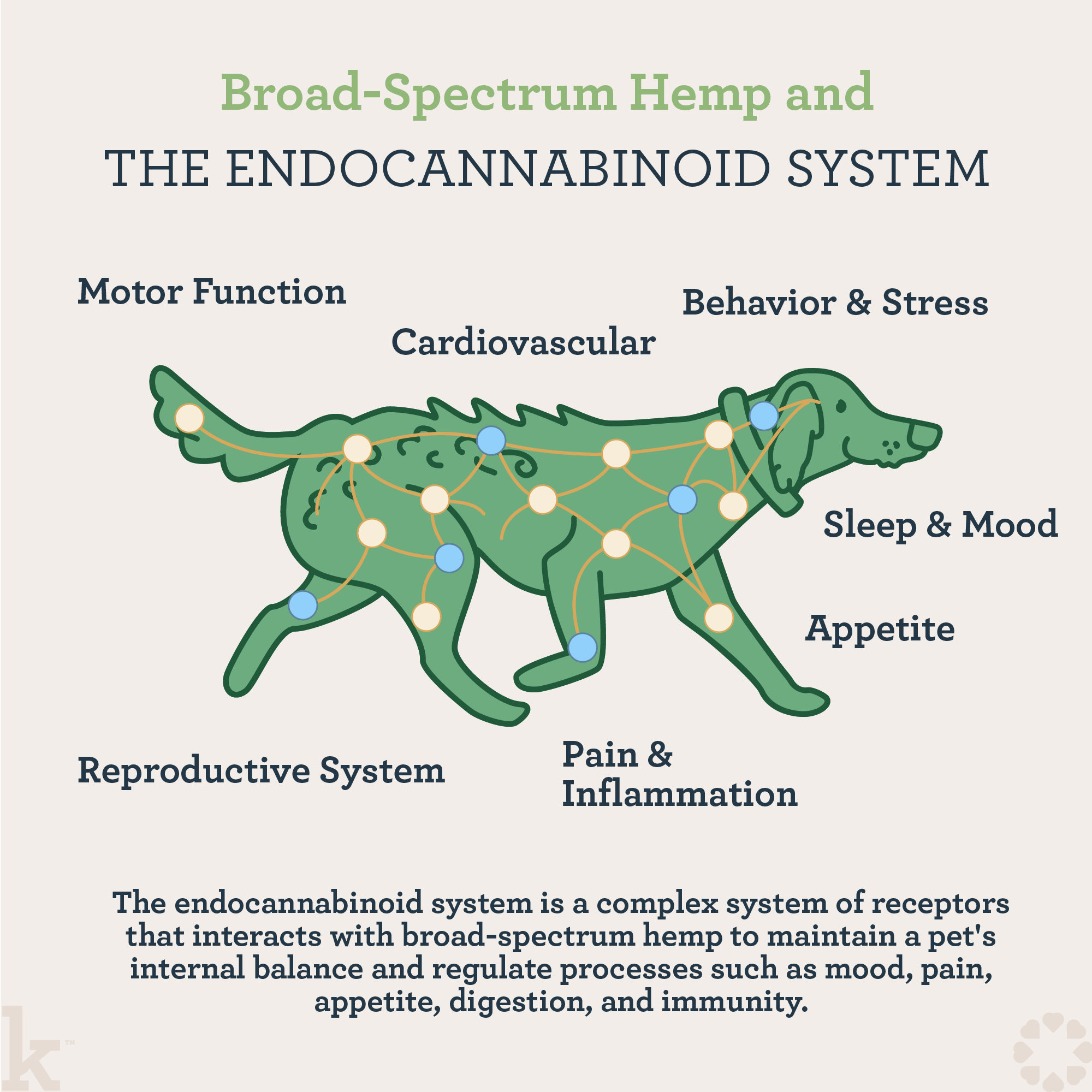 CBD Skin Recovery Chews