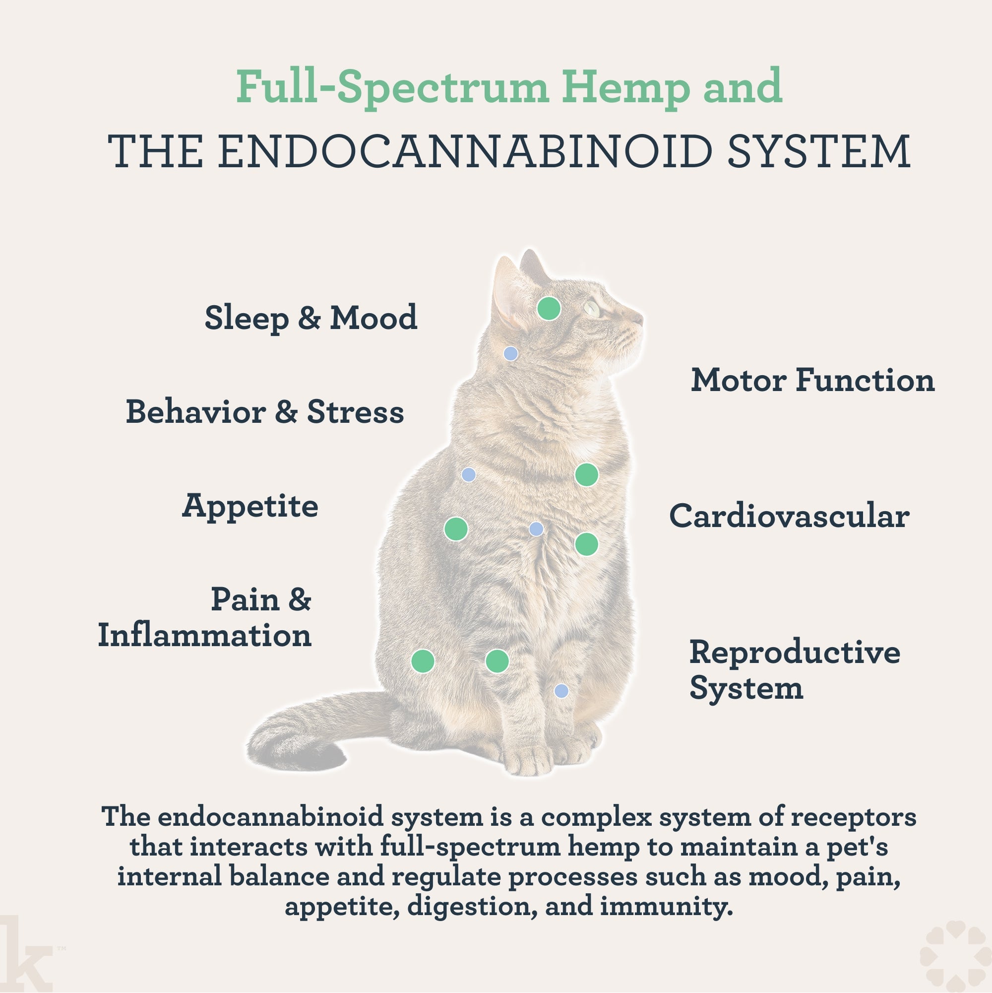 Cat illustration with labeled parts of the endocannabinoid system on a light background